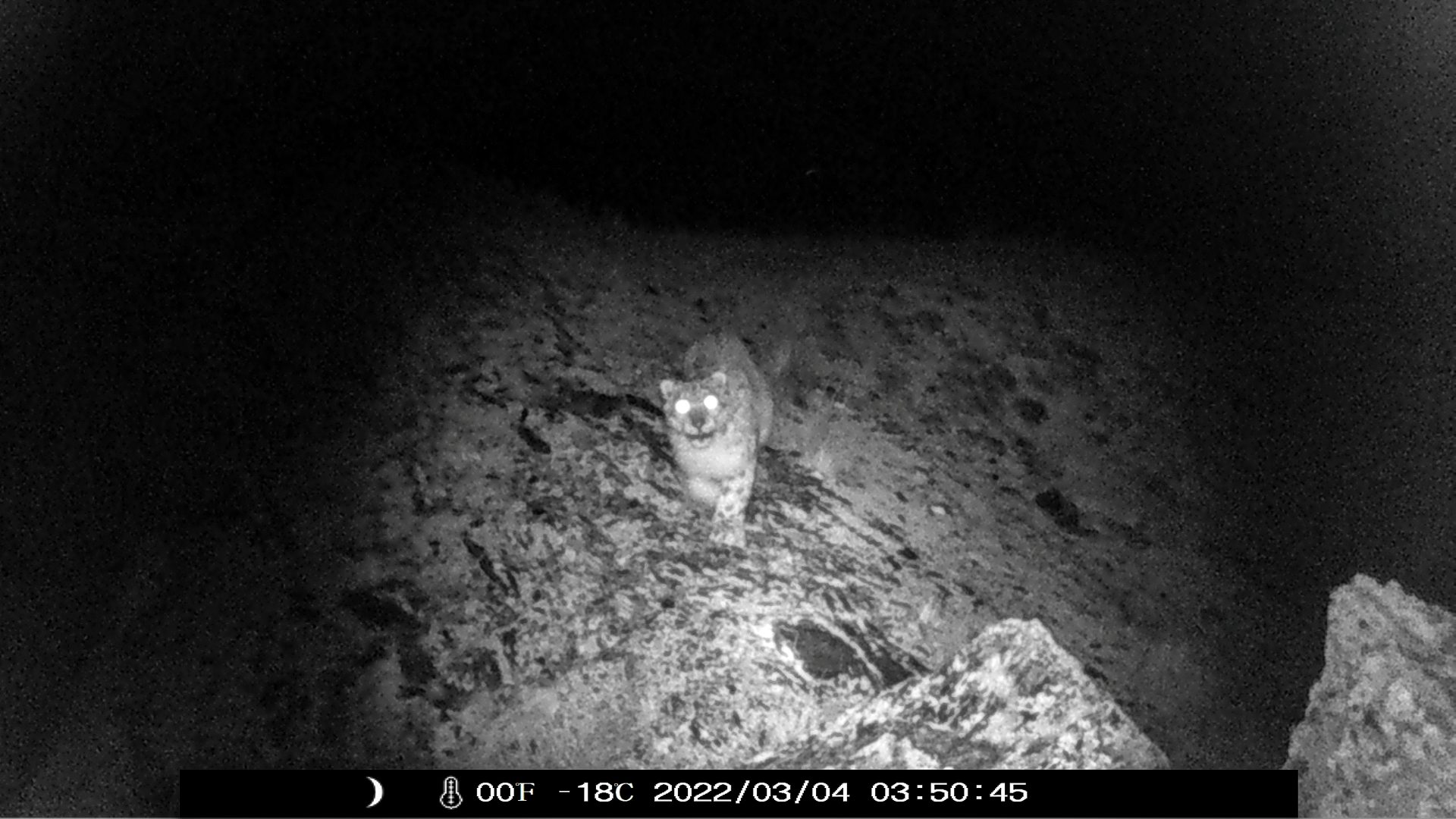 Leopardo de las nieves Tian Shan Expedición