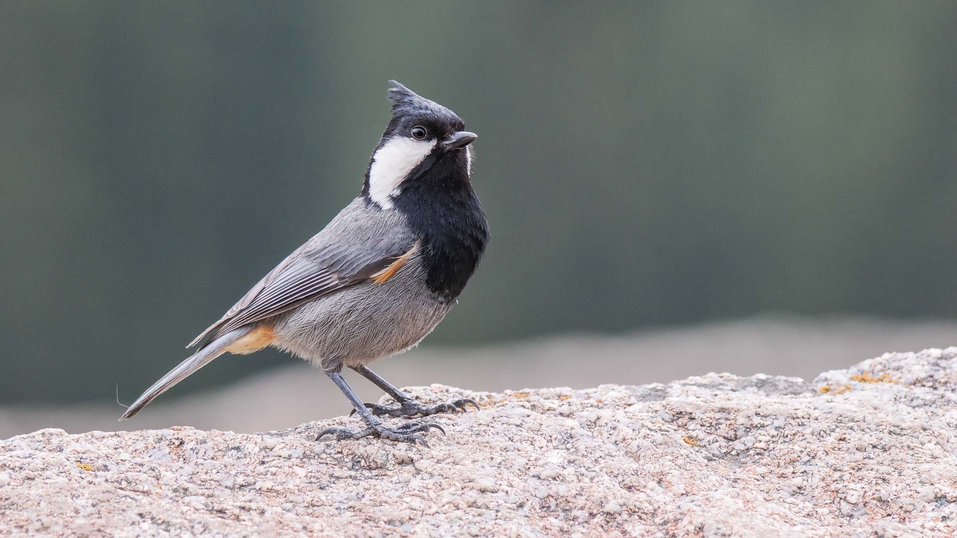 birding y fotografía en Kirguistán 1
