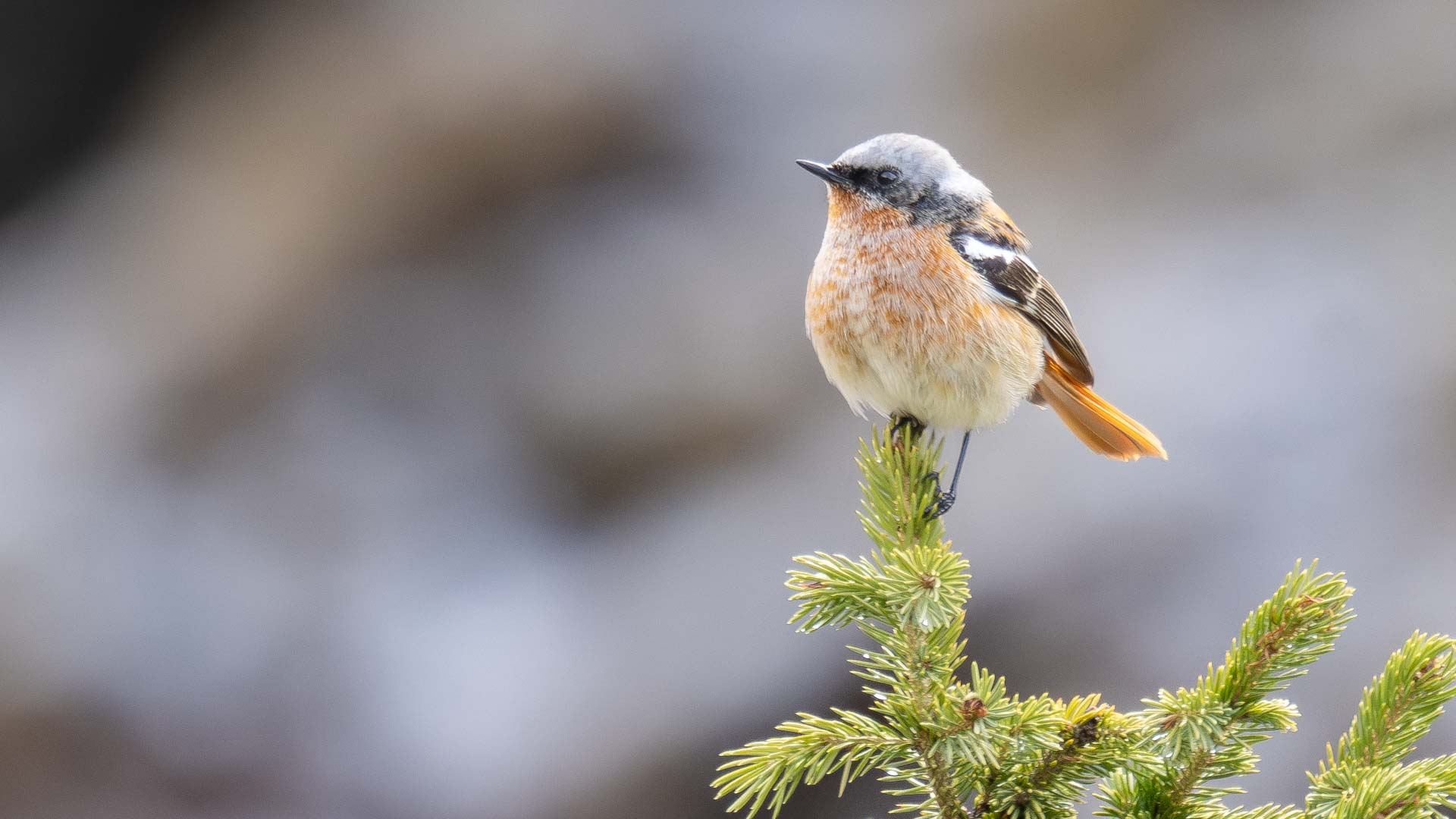 birding y fotografía en Kirguistán 4