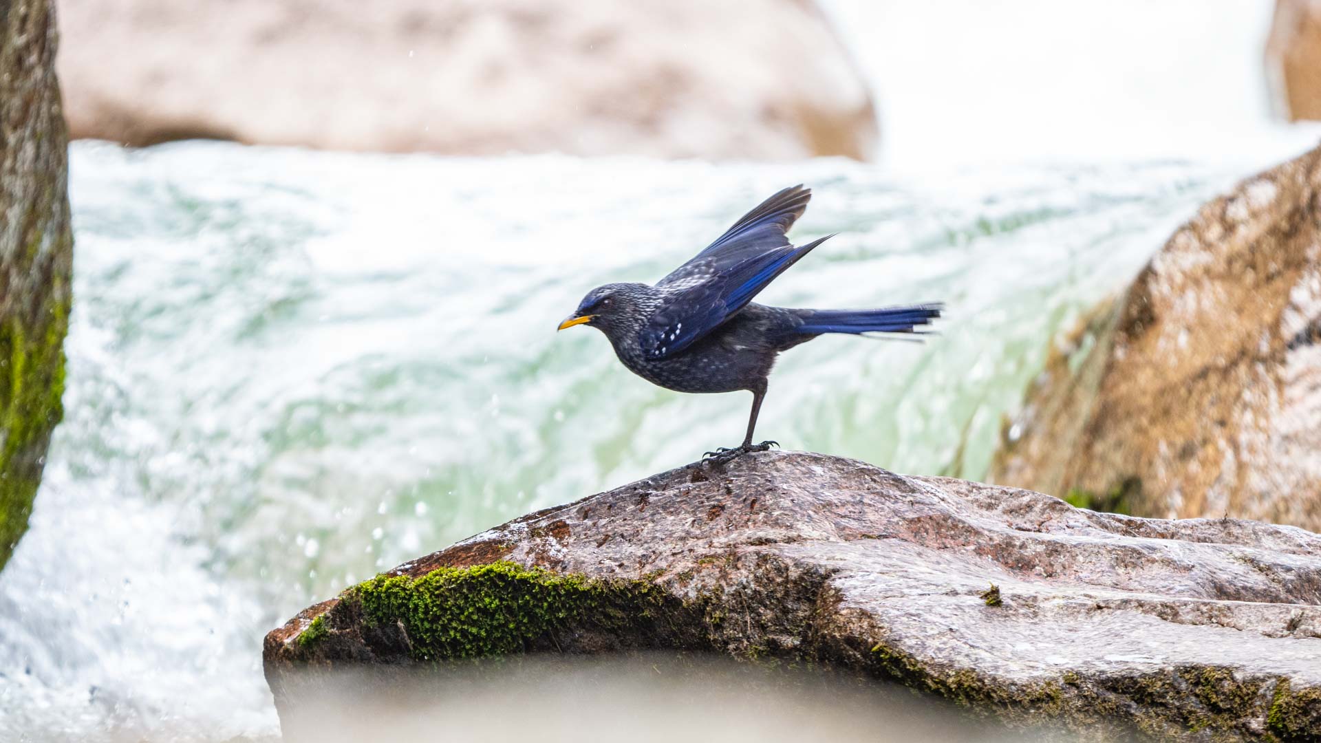 birding y fotografía en Kirguistán 5