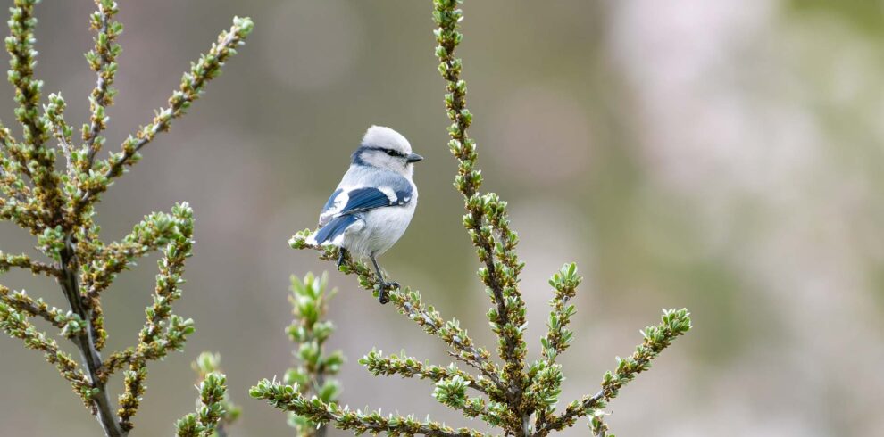 birding_y_fotografia_minkul_cabecera
