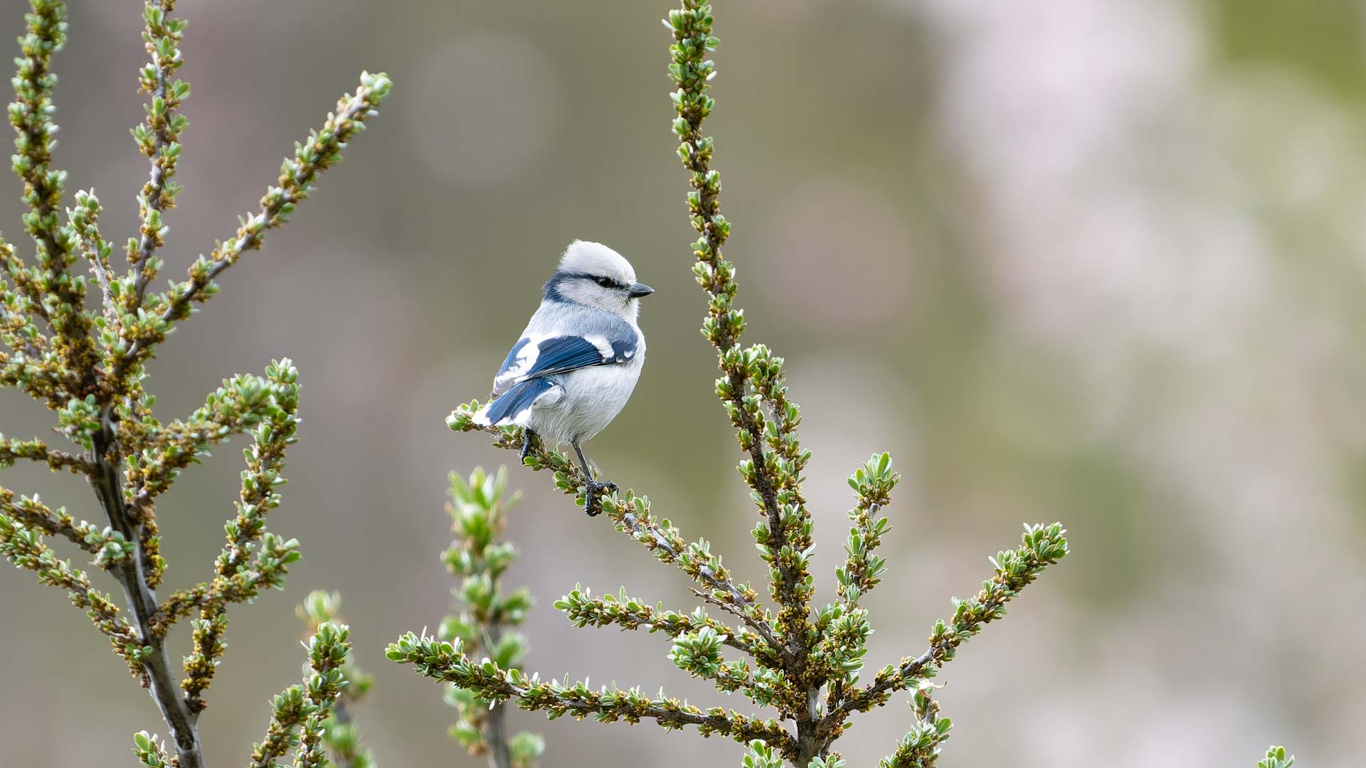 birding_y_fotografia_minkul_cabecera